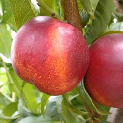 Nectarineiro com carne amarela